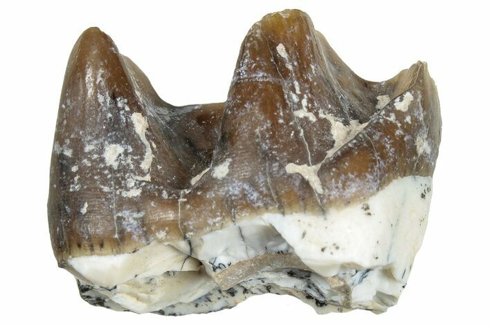 Fossil Running Rhino (Hyracodon) Tooth - South Dakota #300382